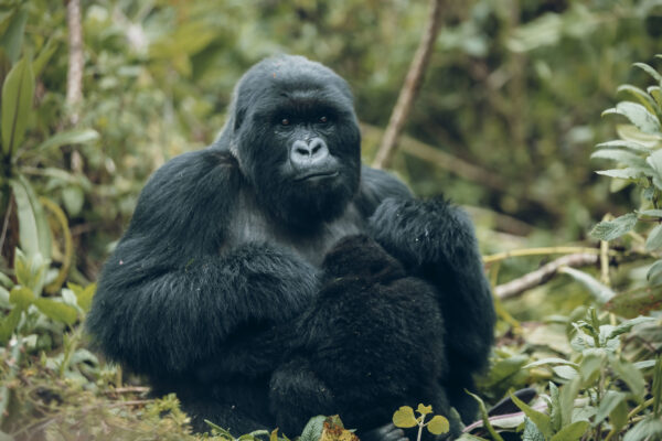 Experience the wonders of Rwanda's national parks!
