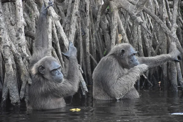 8-Day In The Republic of the Congo 8-Day In The Republic of the Congo
