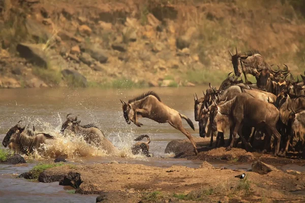 13-Day Great Migration Safari
