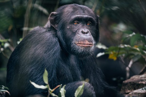 8-Day Uganda And Tanzania