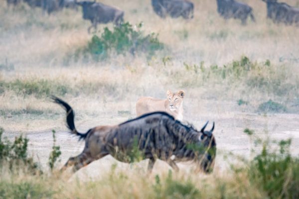 9-Day Northern Tanzania Circuit