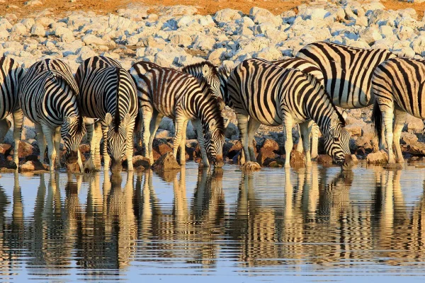 Etosha National Park Safaris