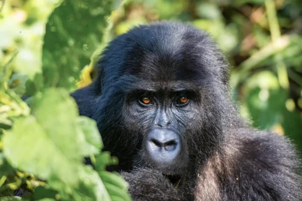 Serenegti And Bwindi