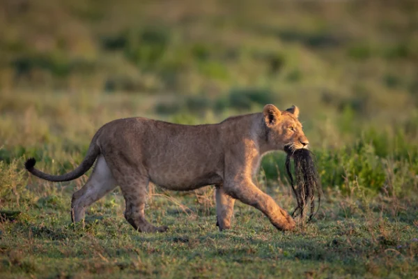 Serengeti And Gorillas